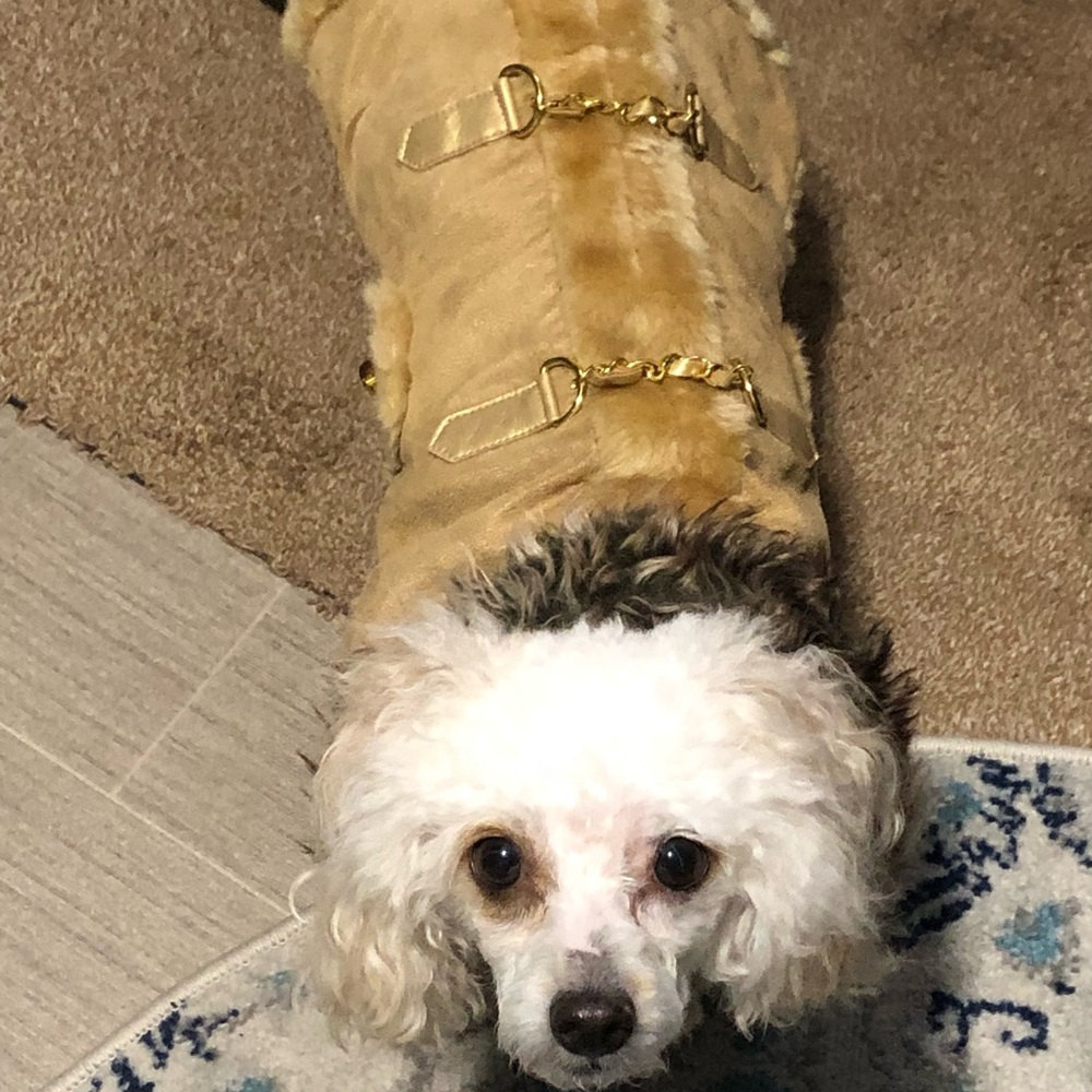 Gold and Brown Teddy Jacket with Plush Fur Trim